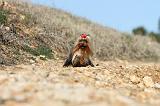 YORKSHIRE TERRIER 181